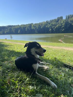 Billi wird ungeduldig